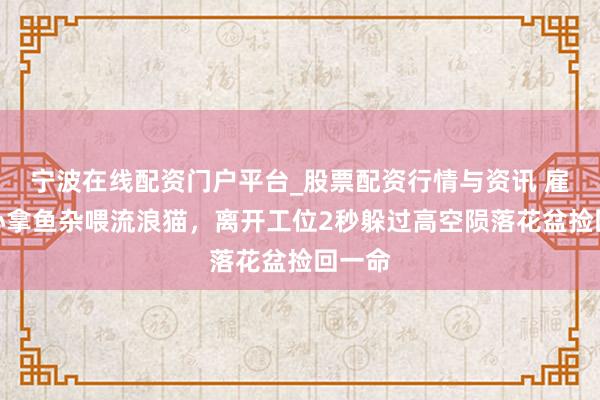 宁波在线配资门户平台_股票配资行情与资讯 雇主好心拿鱼杂喂流浪猫，离开工位2秒躲过高空陨落花盆捡回一命